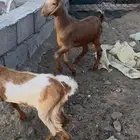 الطايف طريق الجنوب