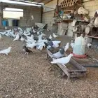 حمام فرنسي وسلفر وفيه مشكل