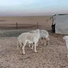 غنم حريه صنف الصنف