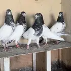 تيادي