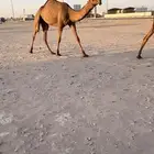 للبيع بكار كفووو صفرا حقه تلقي ومفروده شعباء تحقق