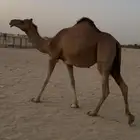 بكره بكر ساحليه ملاقي
