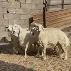 شياه فاخره حيل