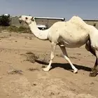 ناقه ام رابع لقحه على ولد الارخم ذمه وامانه باقي عليها شهر