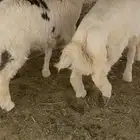 طليان ذبايح حري