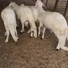 سواكن مرابي جذعان