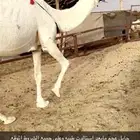 وضحا طيبه عجم