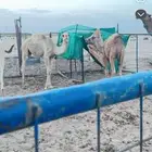حشو اثنين العمر اربع شهور