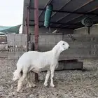 مشروع فحل