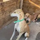 كلاب سلق مفقوده
