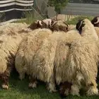 ذبايح نعيم بلدي بري