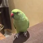 ببغاء دره هندي