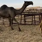 خفوت باكستانيه طيبة