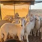 رخال حريات