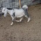 تيسين فاخره من الاخر