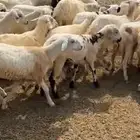 رخال مهجنات حريات