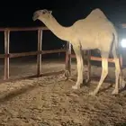 قعود فردي