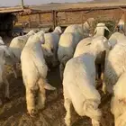 اضاحي نعيم بلدي وحري