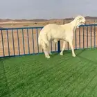 فحول مشاريع الموقع عفيف