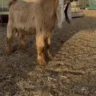 فحل عارضي اصفر صنف