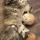 قطط كيتنز للبيع بسعر رمزي