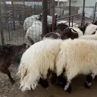 للبيع جذعان نعيم بلدي فاخر جمله وتفريد