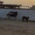 متابيع نجد أسنان وادي الدواسر السليل