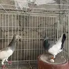 جوز يهودي