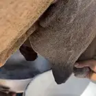 ناقه خلفه منيحه طيبه وغزاره في الحليب