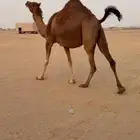 تم  البيع تم  البيع