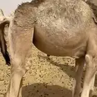 للبيع بكره