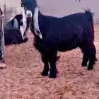 تيس عارضي صنف تم البيع