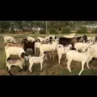 غنم مقاني الموقع  محافظة القنفذة-القوز