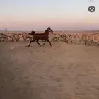 فرس