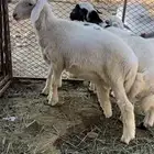 طليان ورحال