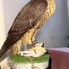 صقر شيهان جبلي للبيع