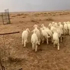 للبيع بهم حري