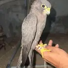 مطلوووب بكه سودا ولا جليميه
