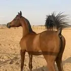 مهر واهو البيع شعبي