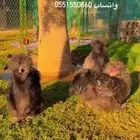 نوادر دجاج القطني الاسود