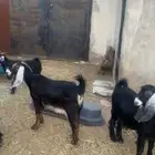 معزا عوارض