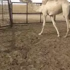 بكره مفروده سمينه ونظيفه للبيع
