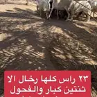 رخال حريه ونجديه