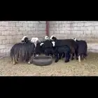عرض بيع نجد 6يتبعها 2