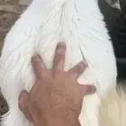 تم بيع التيسين الله يبارك لهم