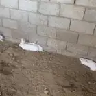 أرانب فرنسيه العدد تقريبا  20 سليمه من الأمراض شرط