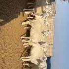 للبيع غنم حري طيبه