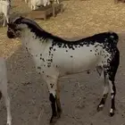 جده طريق الغولاء