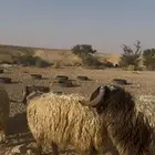 فحل صنف نعيمي
