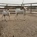 فحل عماني وعنز عمانيه